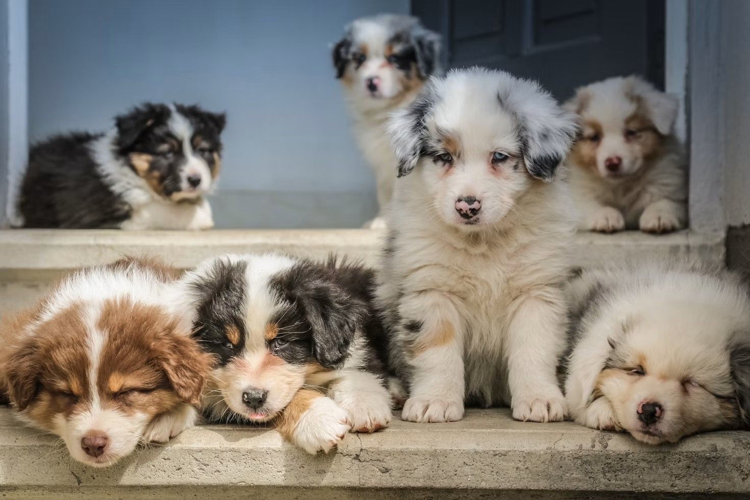 Un groupe de jeunes chiens réunis
