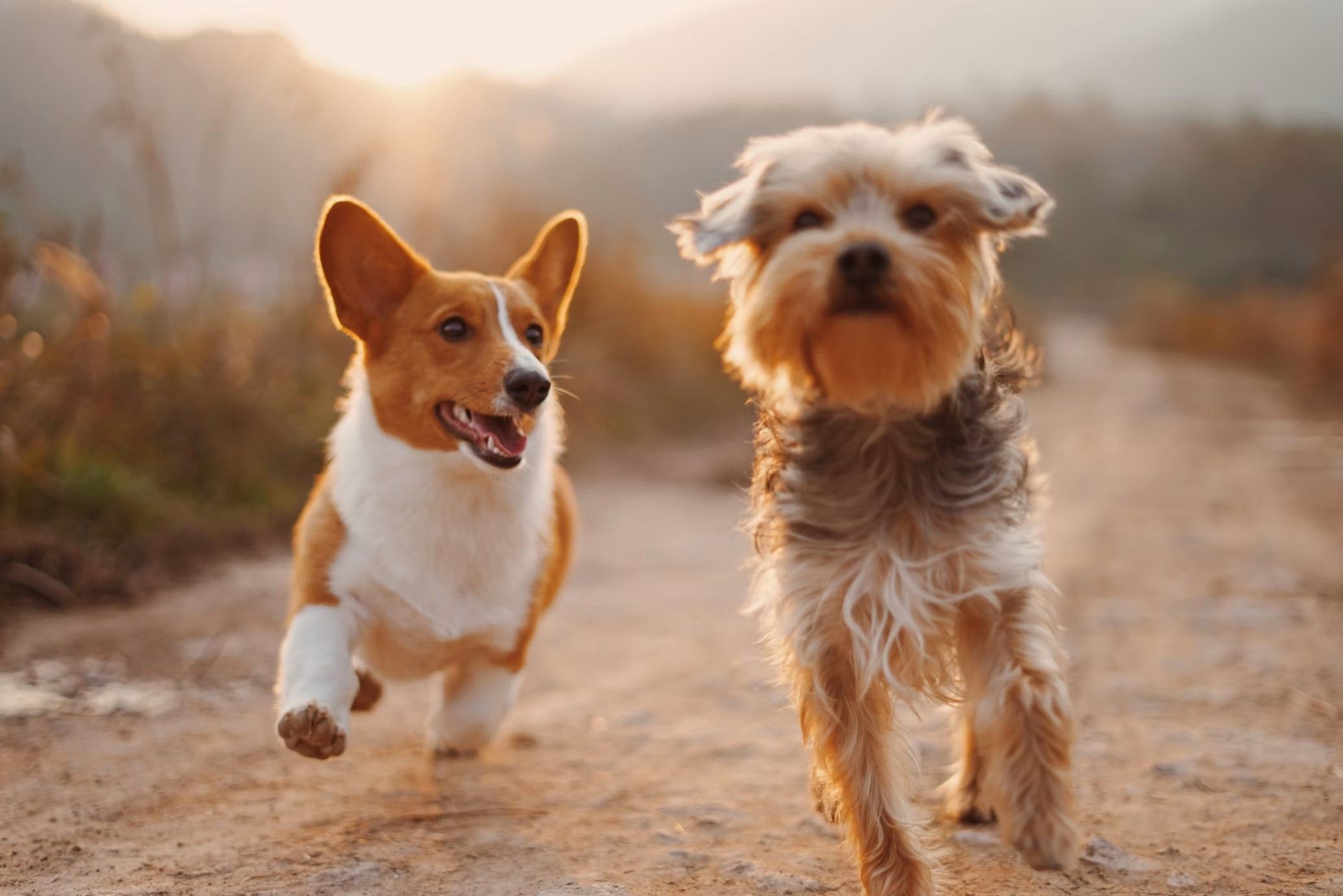 Deux chiens courant ensemble