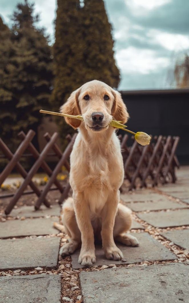 Chien tenant une fleur dans sa gueule