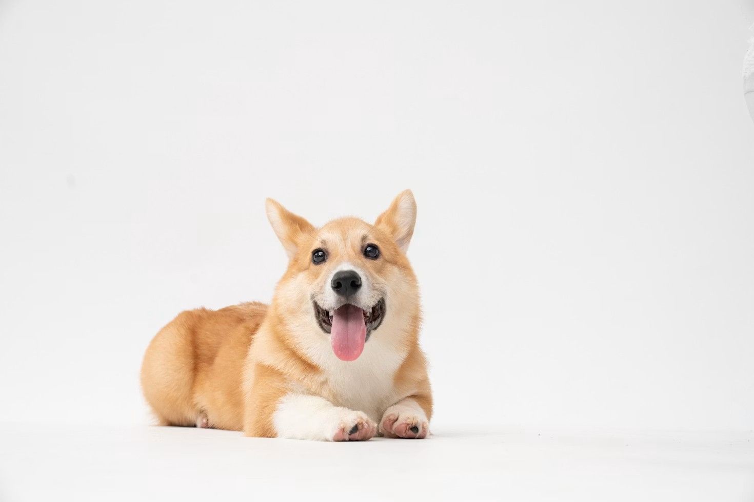 Chien joyeux sur un fond clair