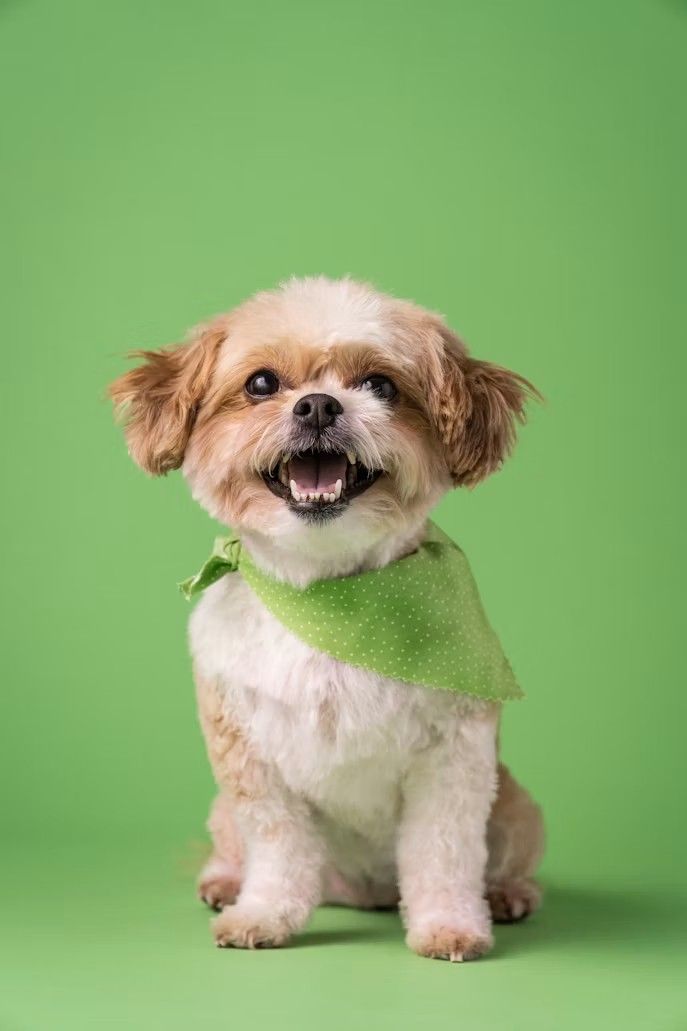 Petit chien souriant portant un foulard vert