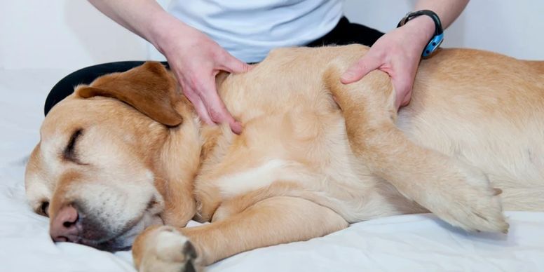Visuel Sirius Massage Canin